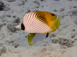 40 Threadfin Butterflyfish IMG 2332